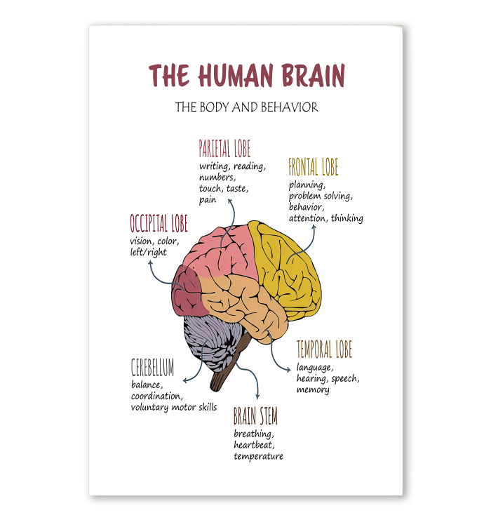 01-PT-2909-Purple-VV-24*36