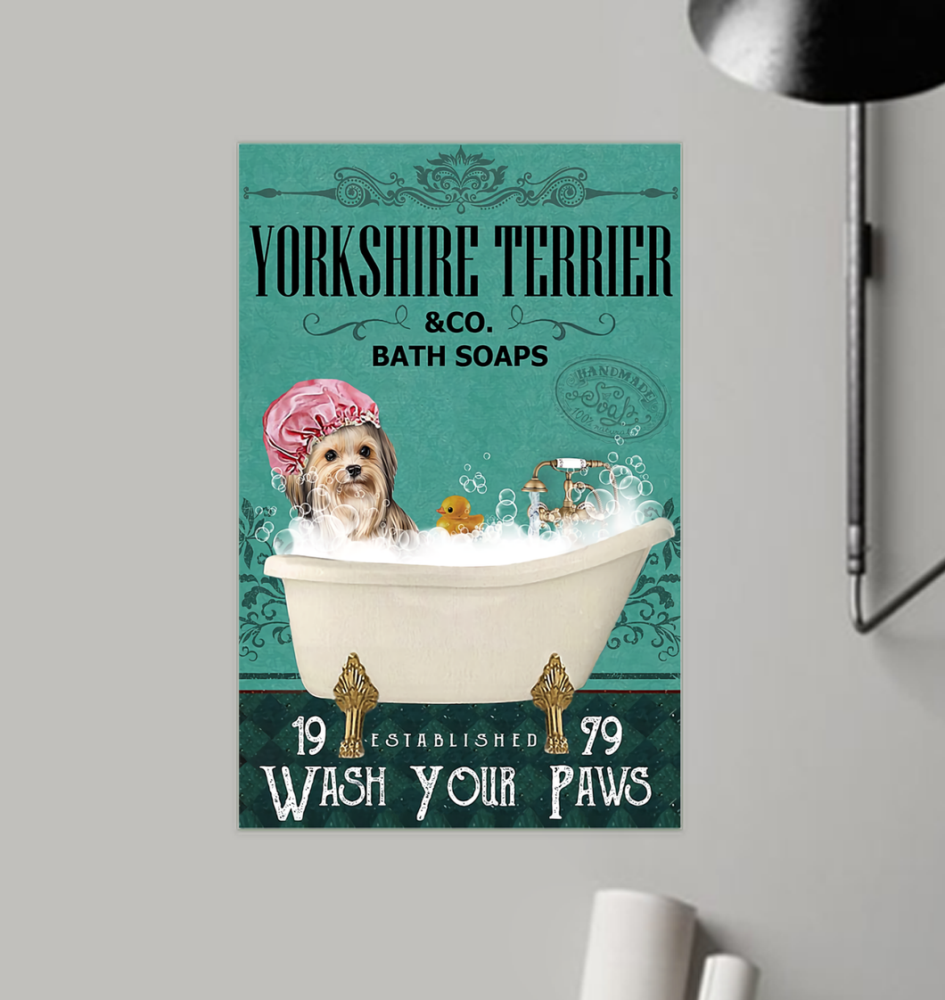 TG-GIANG-Yorkshire Terrier-1408-11*17